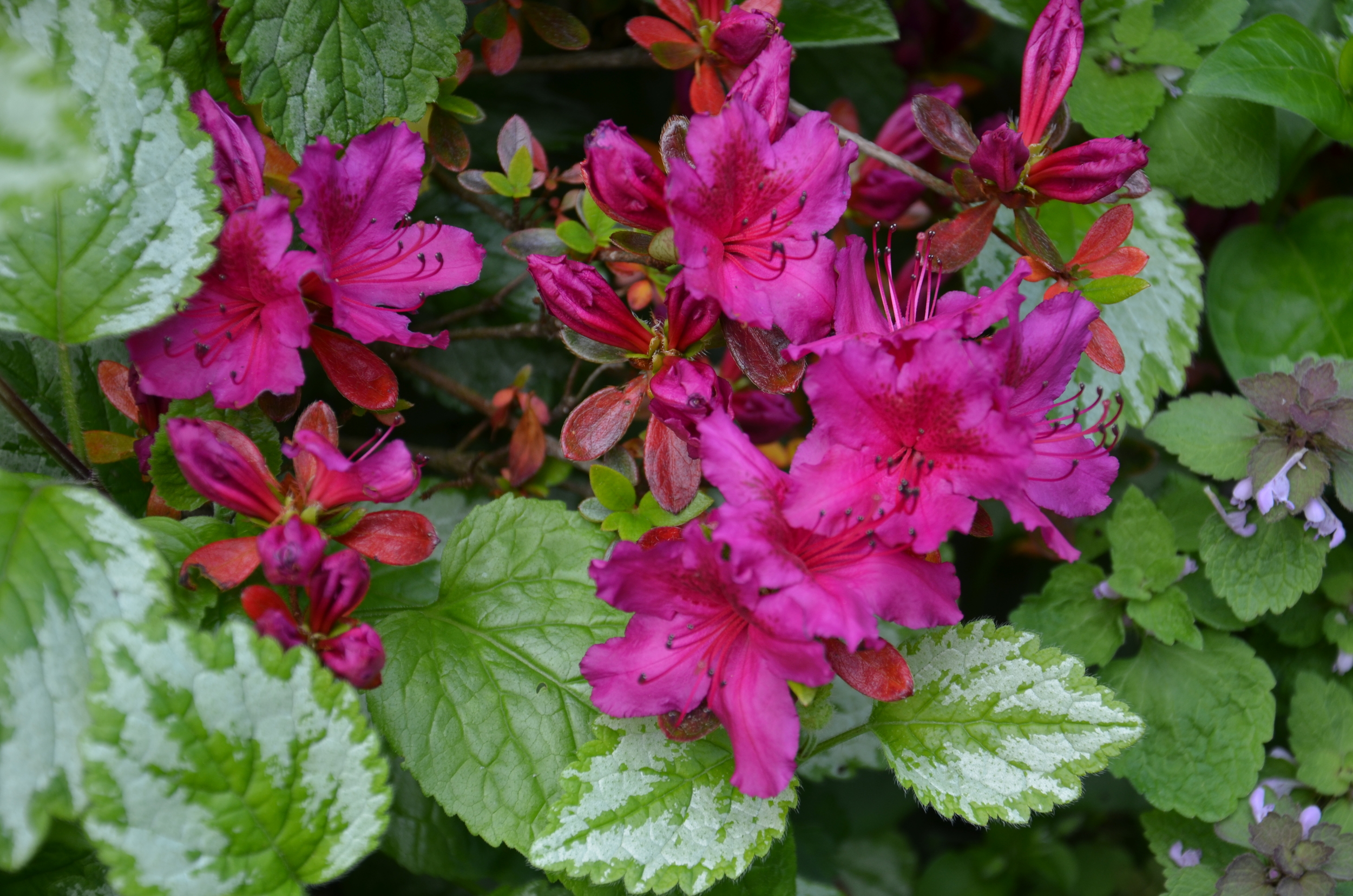 Pink Camelia