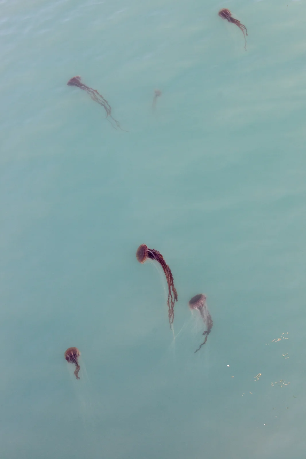 Jellyfish Nelson.jpg