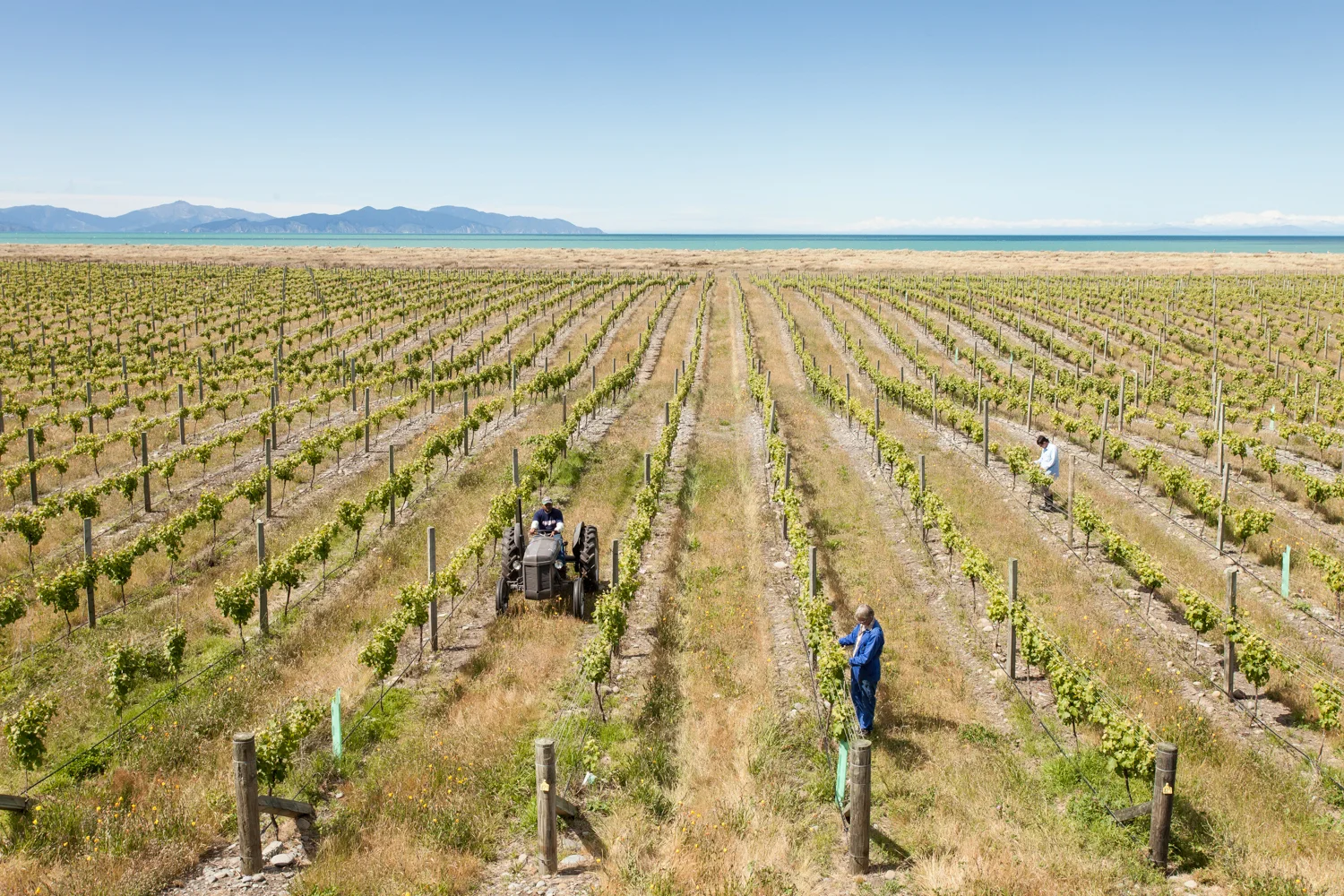 Te Pa Landscape-1.jpg