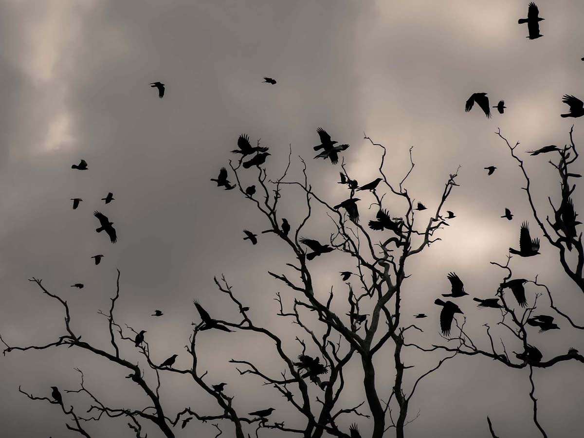 Ravens, Kellidie Bay, South Australia  2013