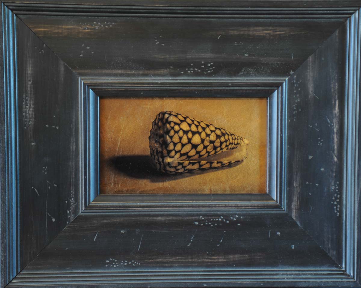 Cone Shell after Rembrandt