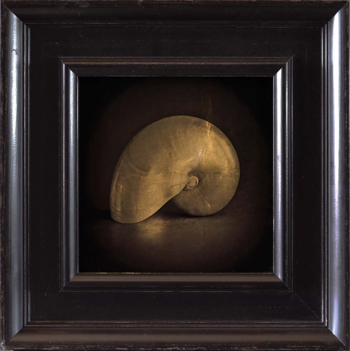 Nautilus Shell