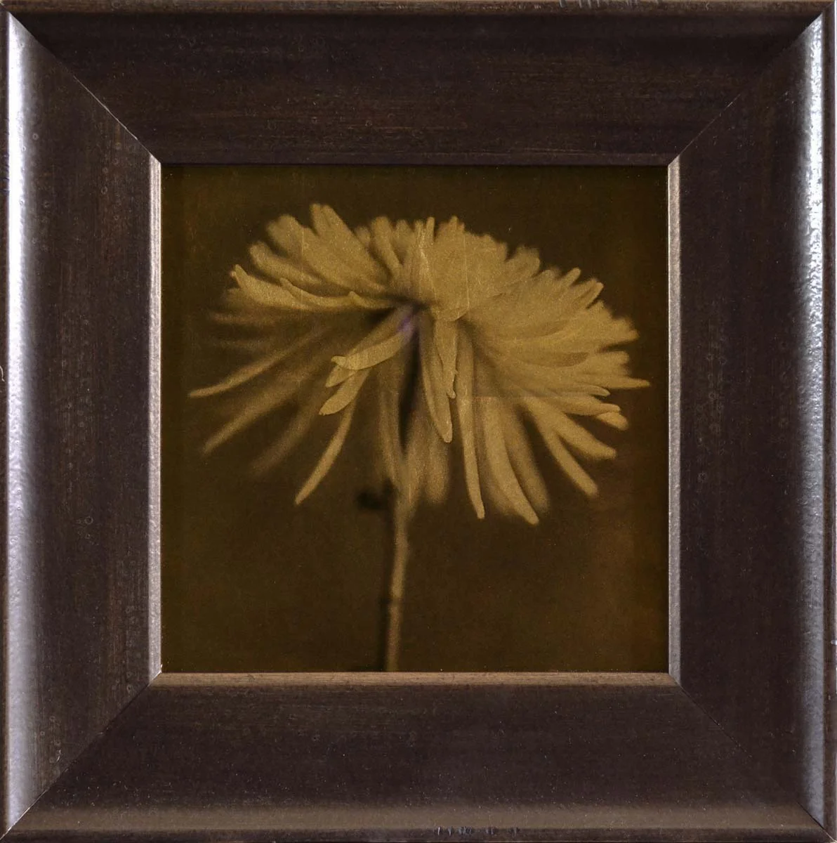 Spider Chrysanthemum