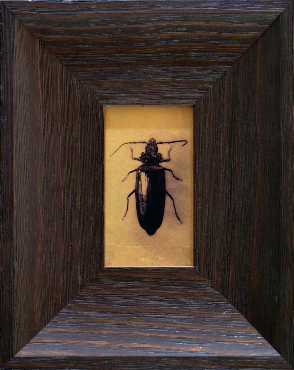 Palo Verde Beetle