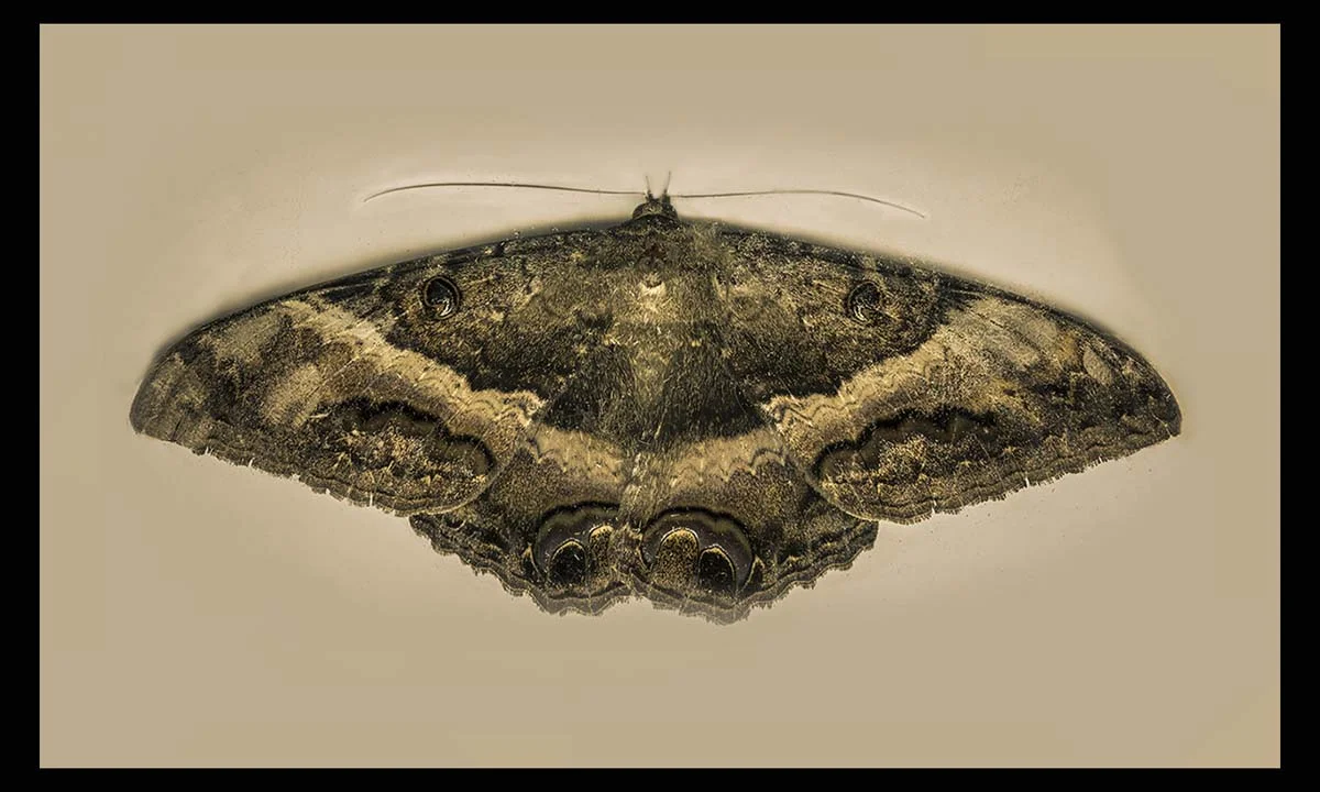 Brown Moth