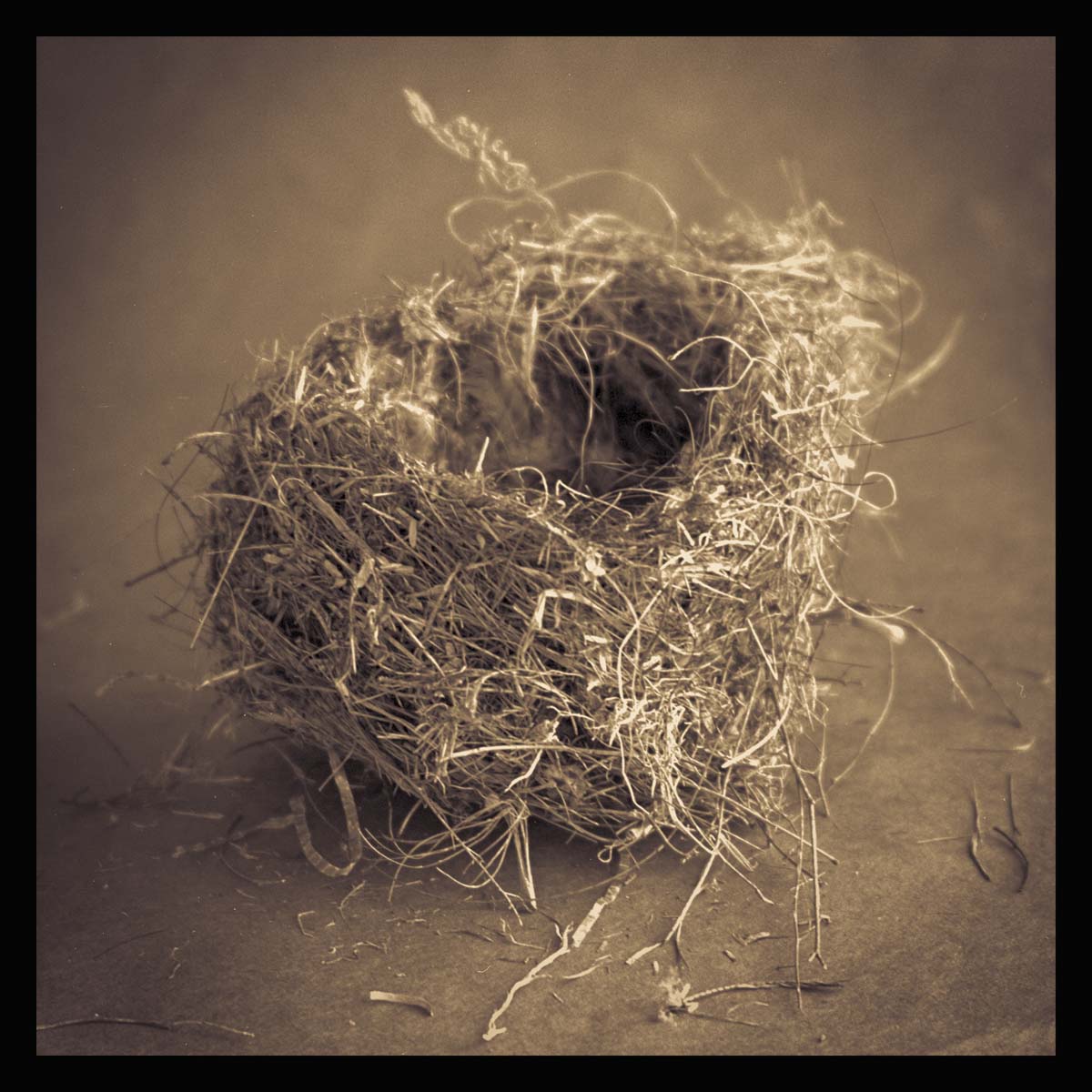 Nest III