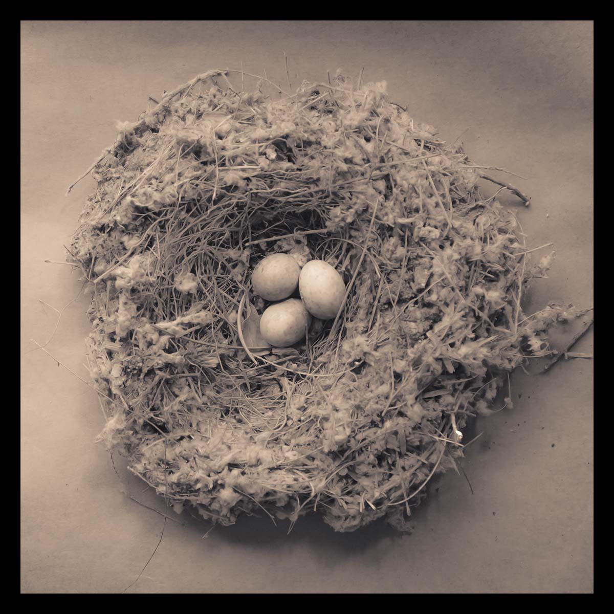 Nest IV