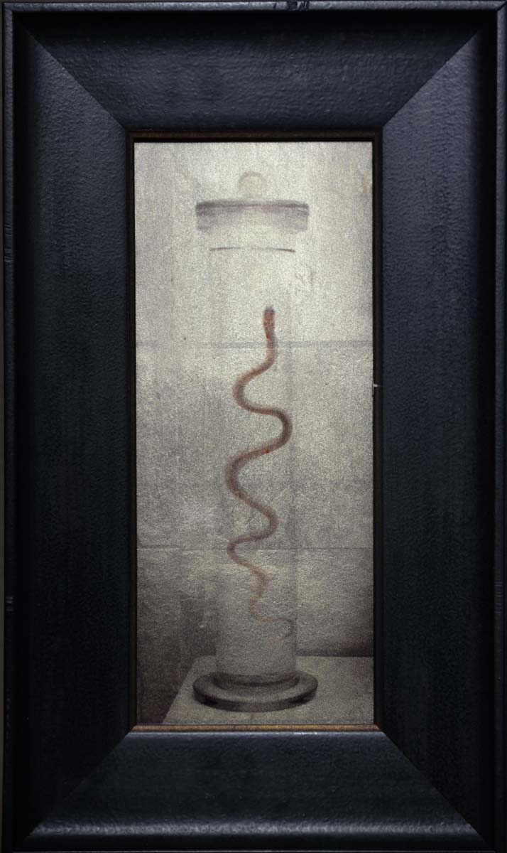 Snake in a Jar, Museum, Italy