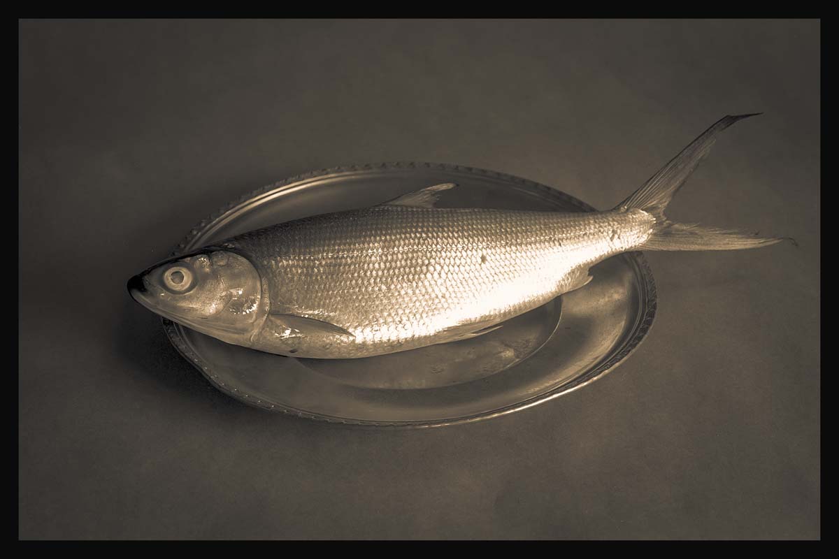 Fish on a Plate