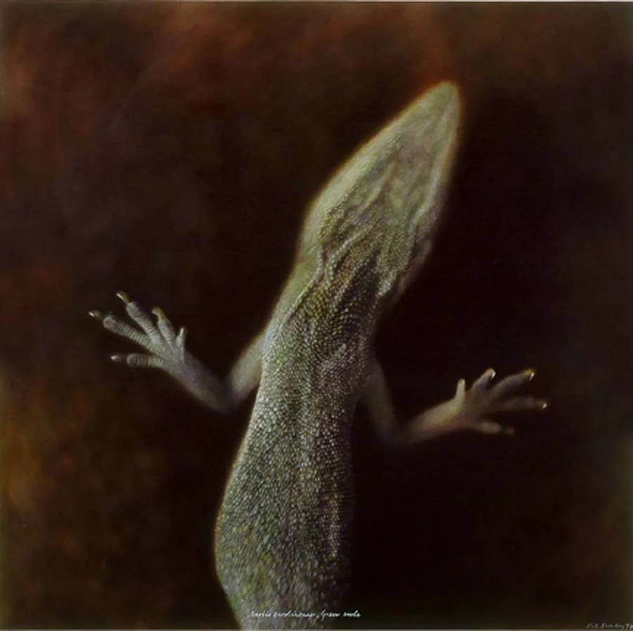 10. Anolis carolinensis, <BR>Green Anole