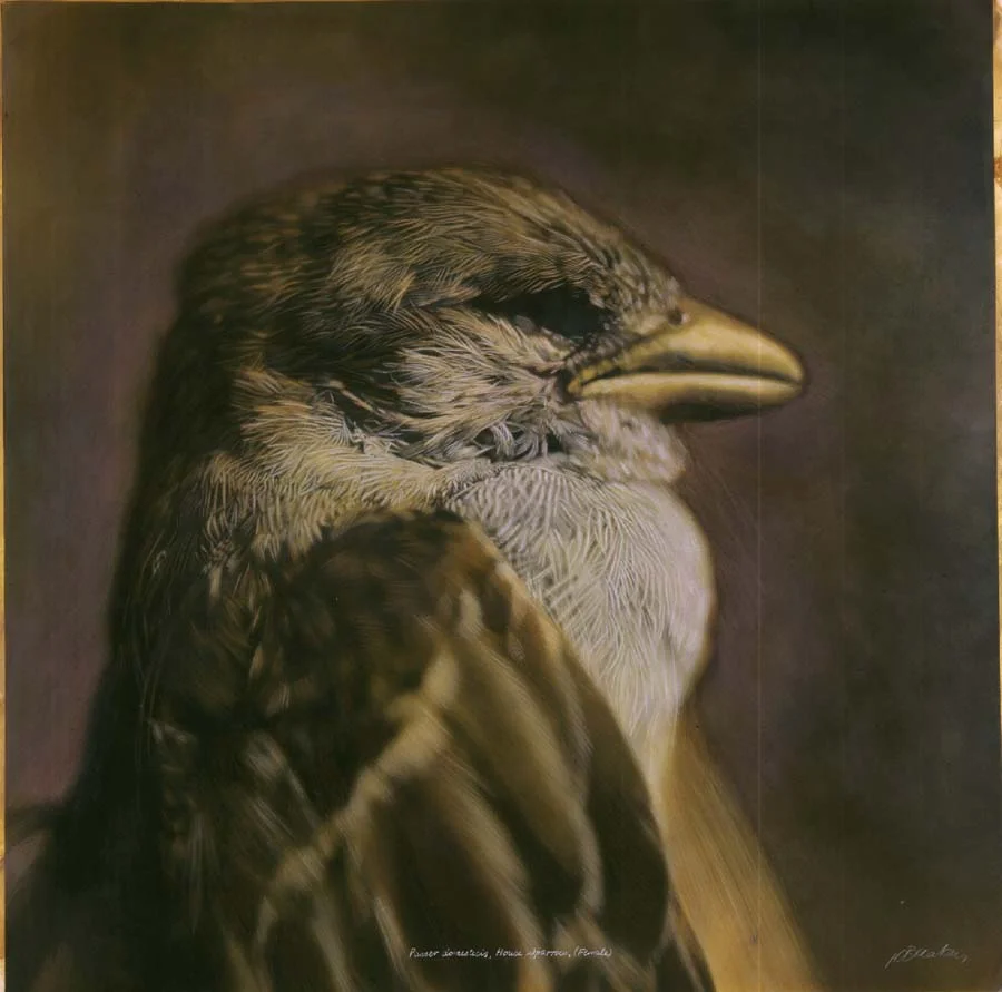 12. Passer domesticis, <BR>House Sparrow