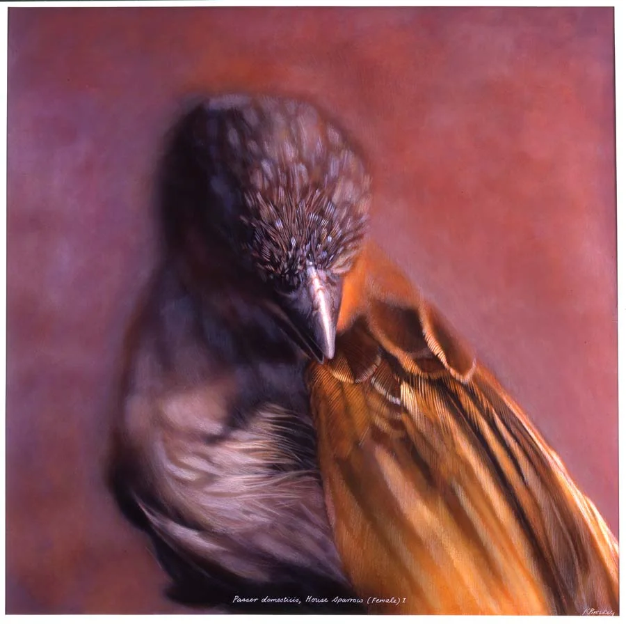 17. Passer domesticis, <BR>House Sparrow, (Female) II