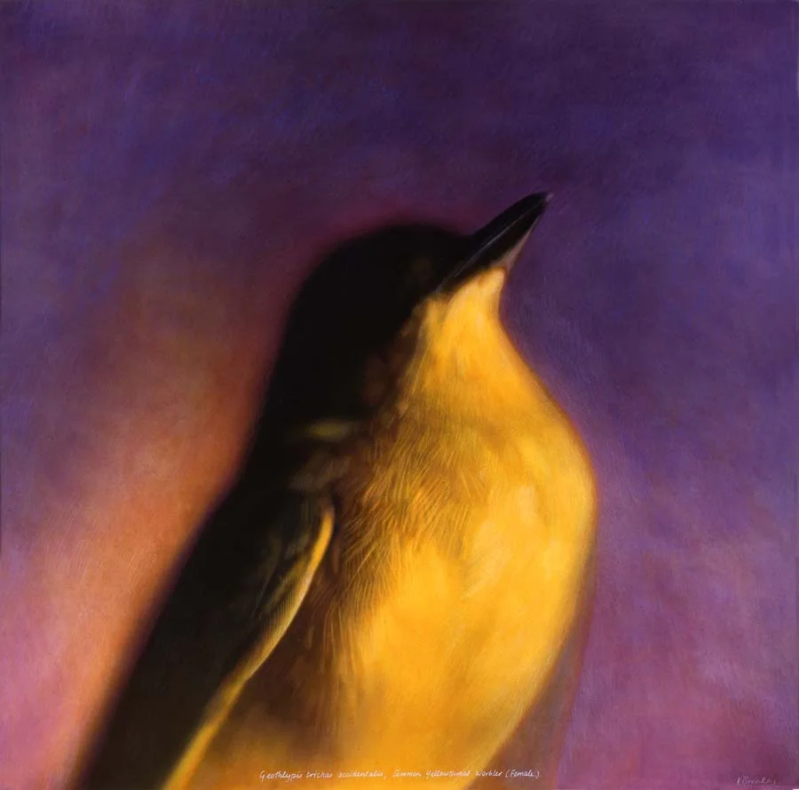 21. Geothlypis trichas accidentalis, <BR>Common Warbler