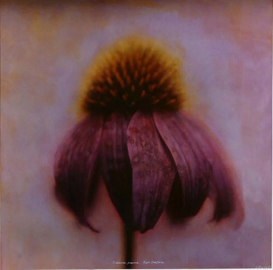 22. Echinacea purpurlus, <BR>Purple Coneflower