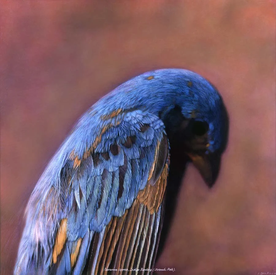 23. Passerina cyanea, <BR>Indigo Bunting, (Juvenile Male)