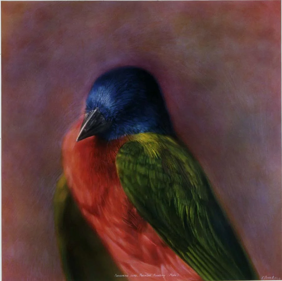 26. Passerina ciris, <BR>Painted Bunting (Male)