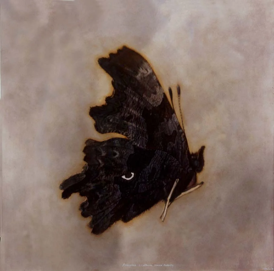 31. Polygonia c-albums, <BR>Comma Butterfly
