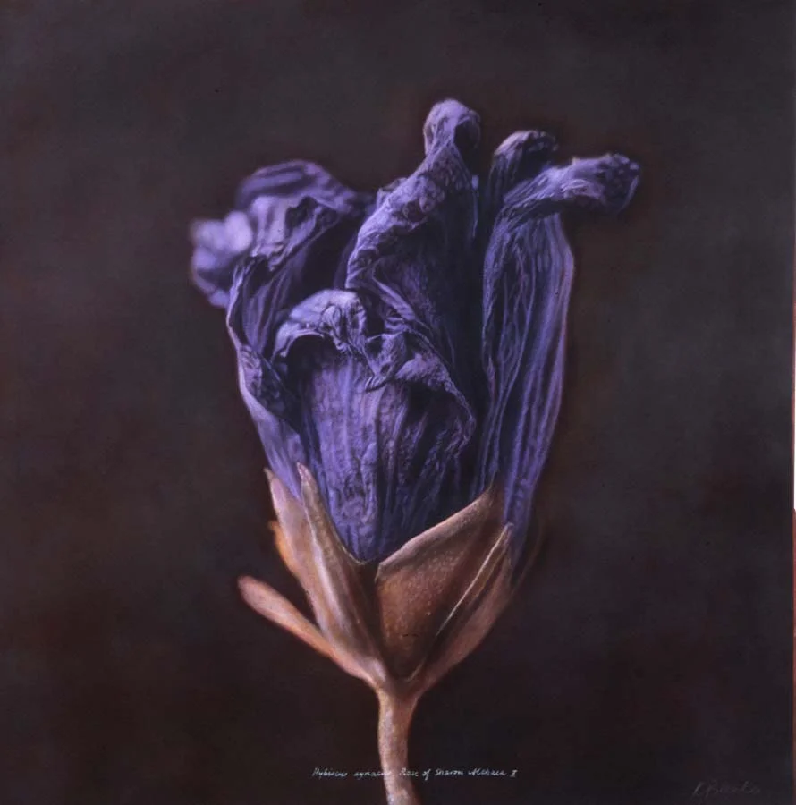 43. Hibiscus syriacus, <BR>Rose of Sharon ll