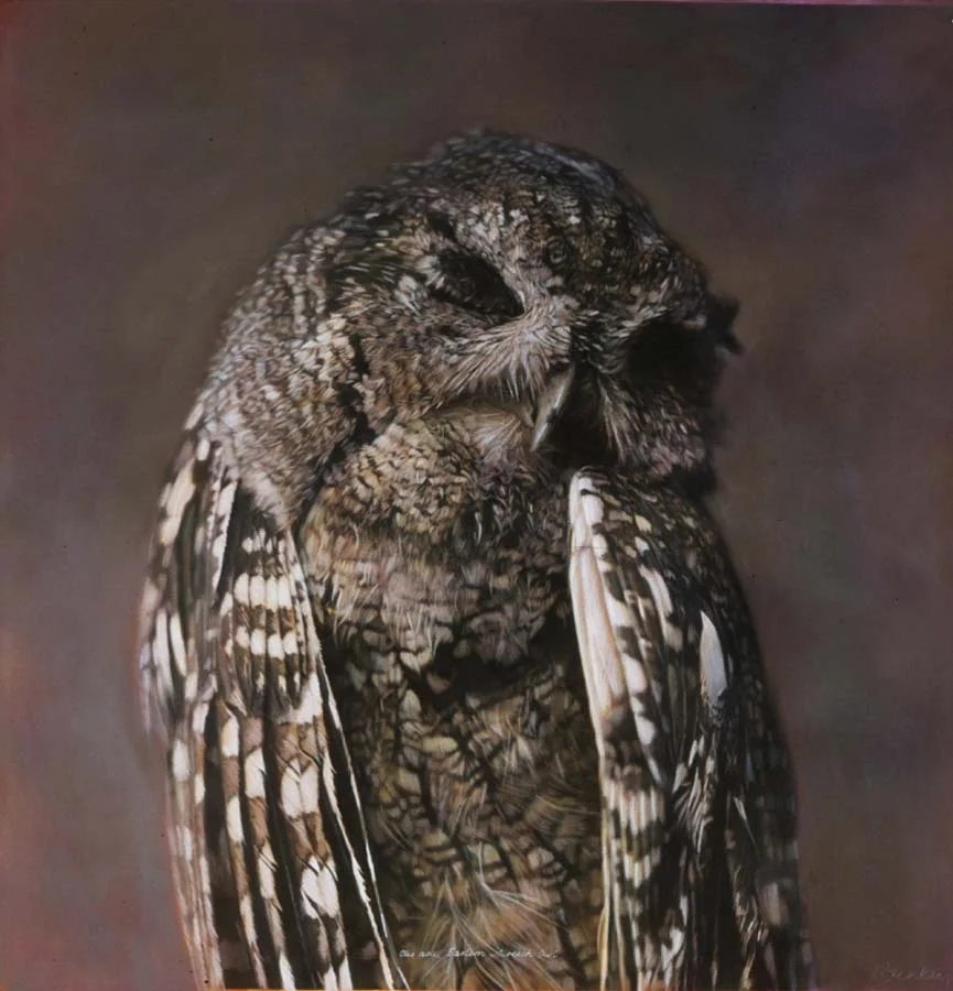 48. Otus asio, <BR>Eastern Screech Owl