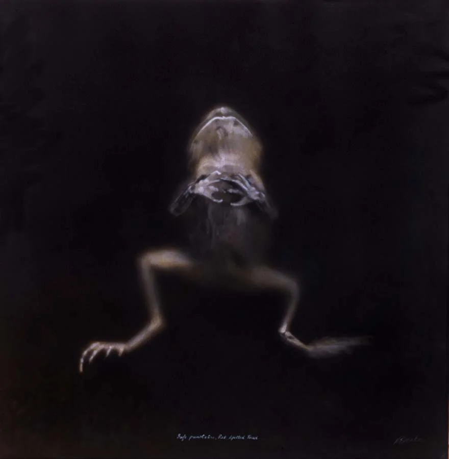 108. Bufo punctatus, <BR>Red-Spotted Toad