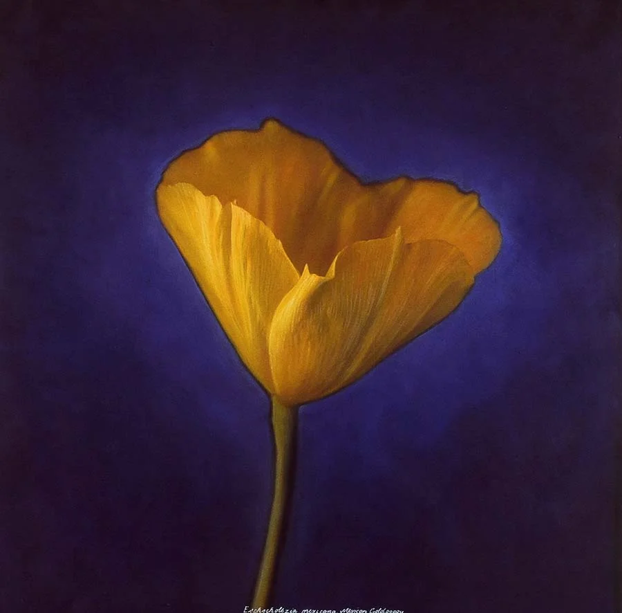 136. Eschscholtzia mexicana, Mexican Goldpoppy