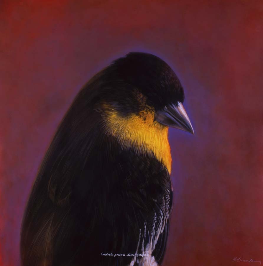 138. Carduelis psaltria, <BR>Lesser Goldfinch II