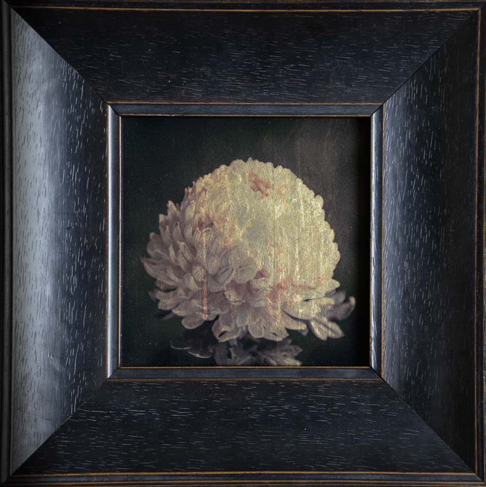Chrysanthemum II
