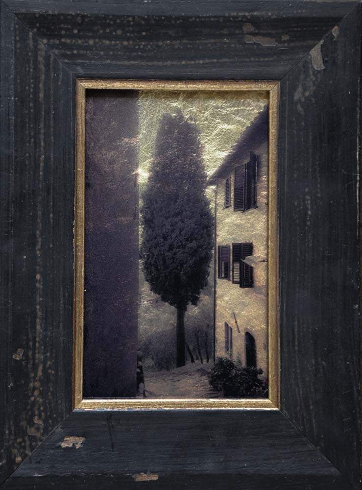 Cyprus Tree, Tuscany
