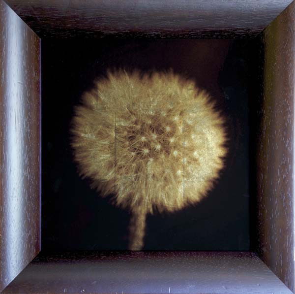 Dandelion II