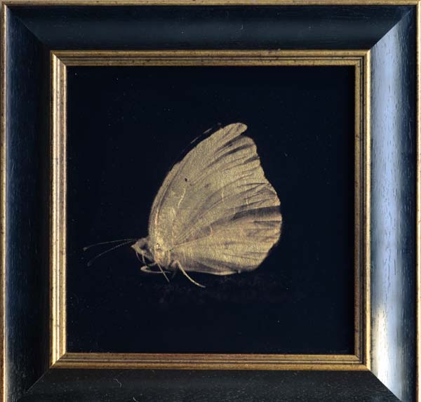 Common Sulfur Butterfly II