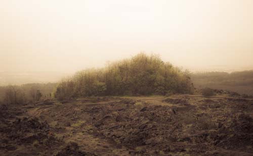 Copse of Trees, Mount Etna, Sicily