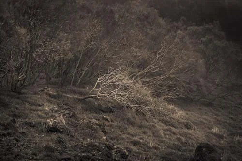 Fallen Branch, Mount Etna, Sicily