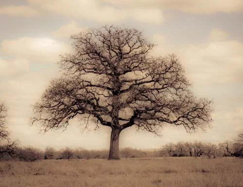Pecan Tree, Winter, Plum Creek, Texas