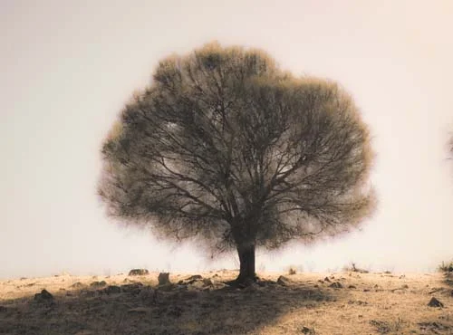 Back-lit Sheoak Tree, Kangaroo Island, South Australia