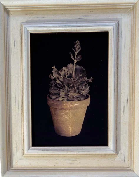 Potted Succulent