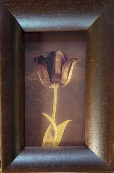Black Tulip V