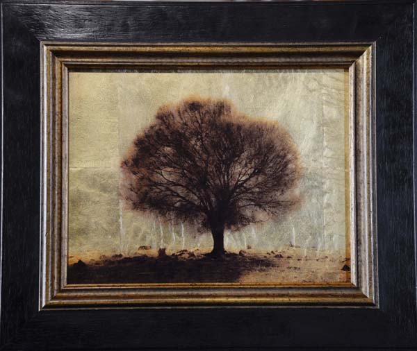 Back-lit Sheoak Tree, Kangaroo Island