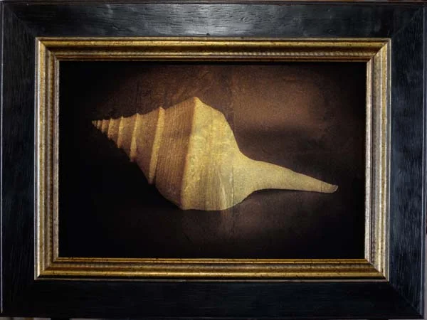 Trumpet Shell