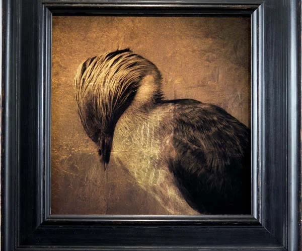 Grebe