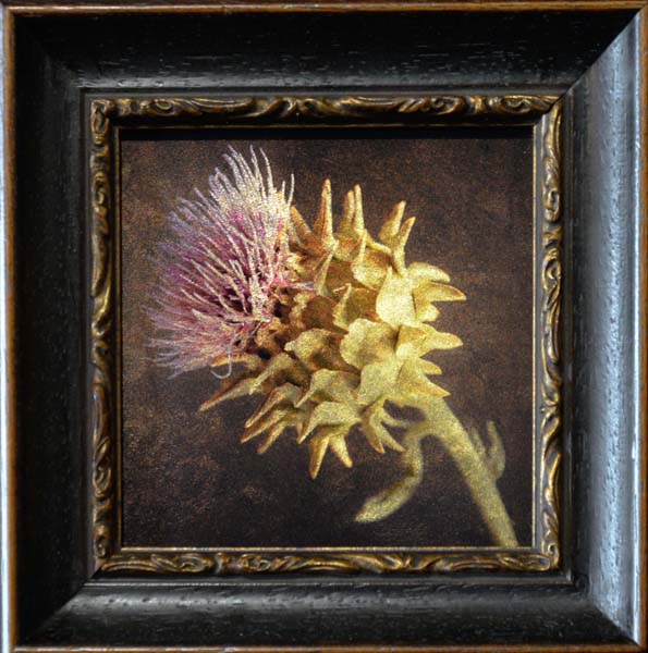 Scotch Thistle II