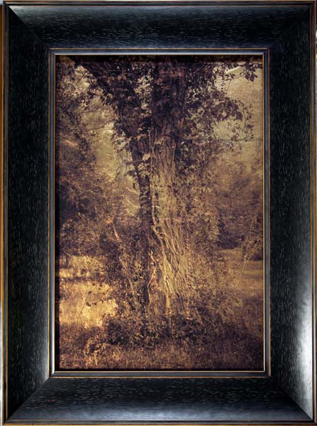 Tree Trunk with Vine, Plum Creek, Texas