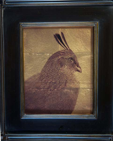 Gambel's Quail, Female