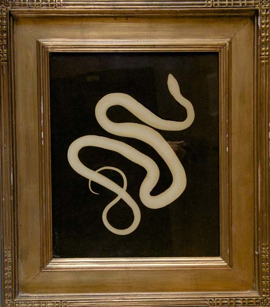 Coachwhip Snake