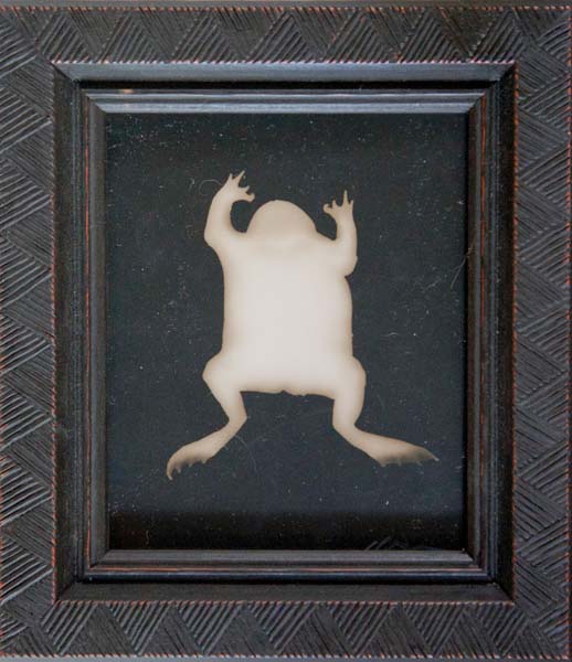 Spade Footed Toad