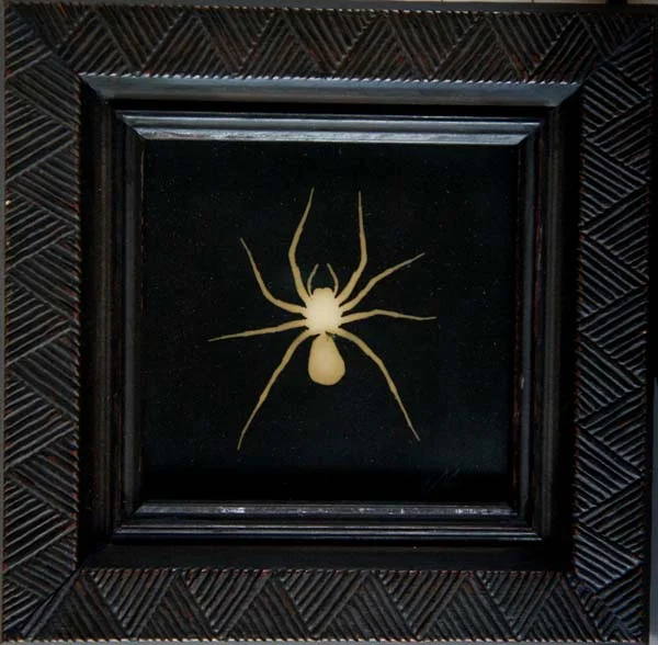 Fiddle Spider