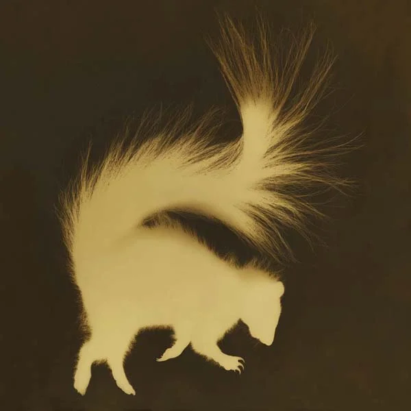 Western Hognosed Skunk