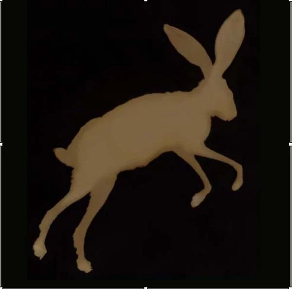 Jackrabbit