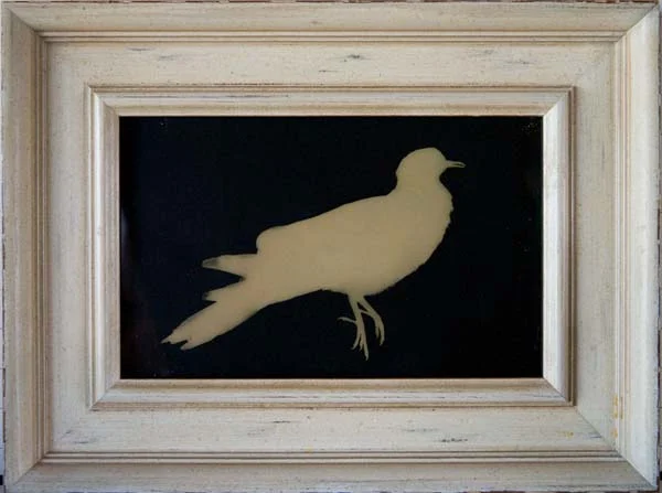 Mourning Dove