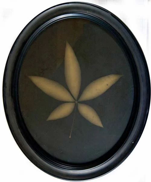 Money Tree Leaf