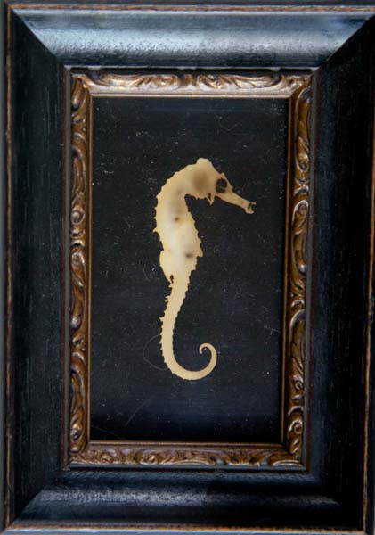 Seahorse II